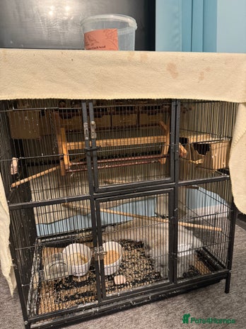 Finches birds - Advert 2