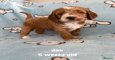 Cockapoo dogs - Advert 14