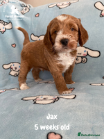 Cockapoo dogs - Advert 14