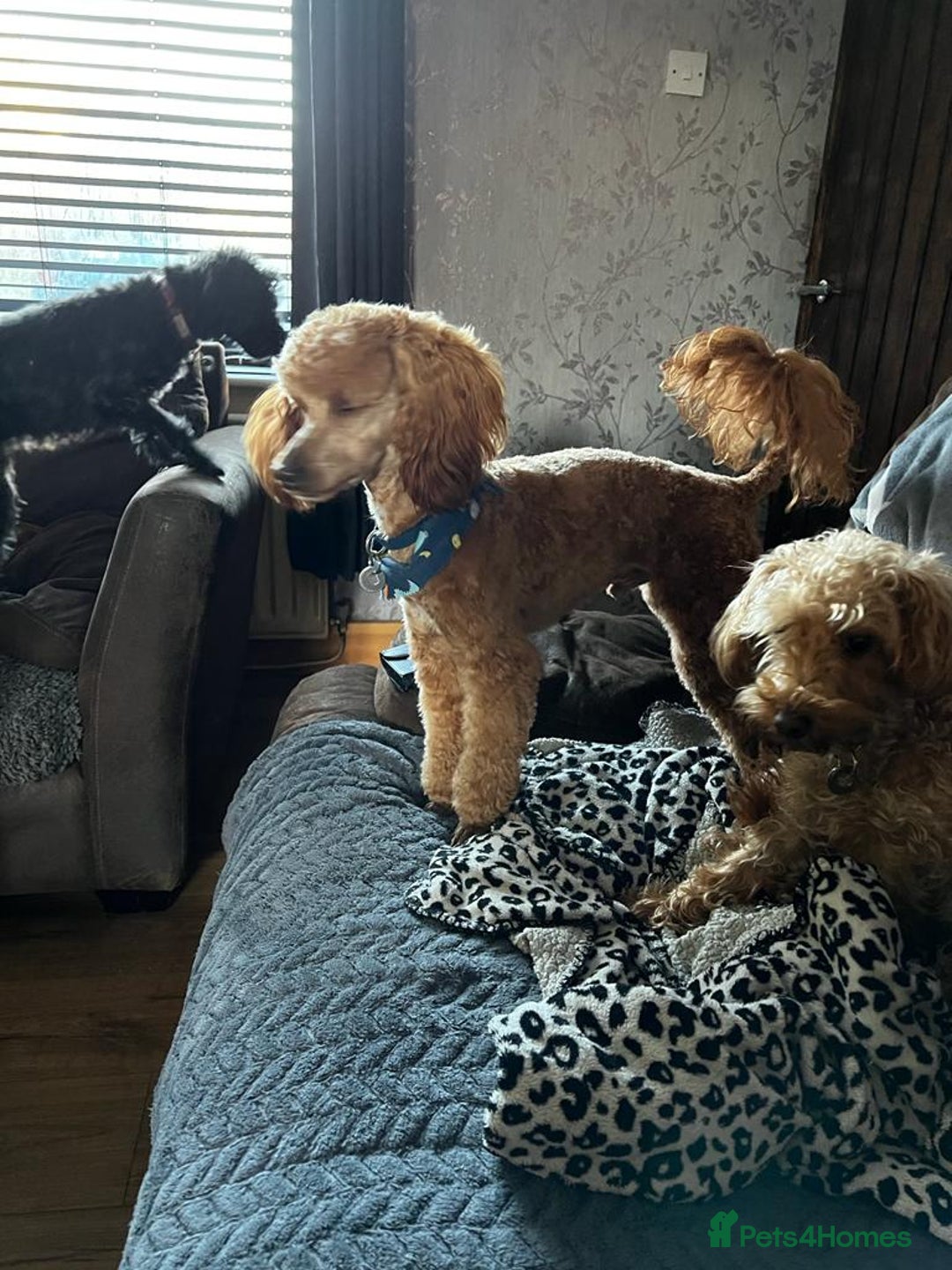 Toy Poodle dogs for stud: Beautiful, proven toy poodle for stud - Advert 2