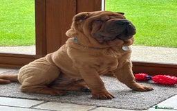 Shar Pei dogs for sale: Puppy Shar Pei - Image 1