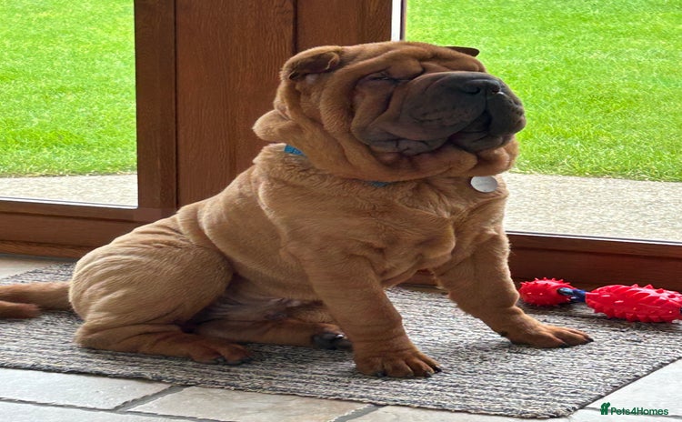 Shar Pei dogs - Advert 1