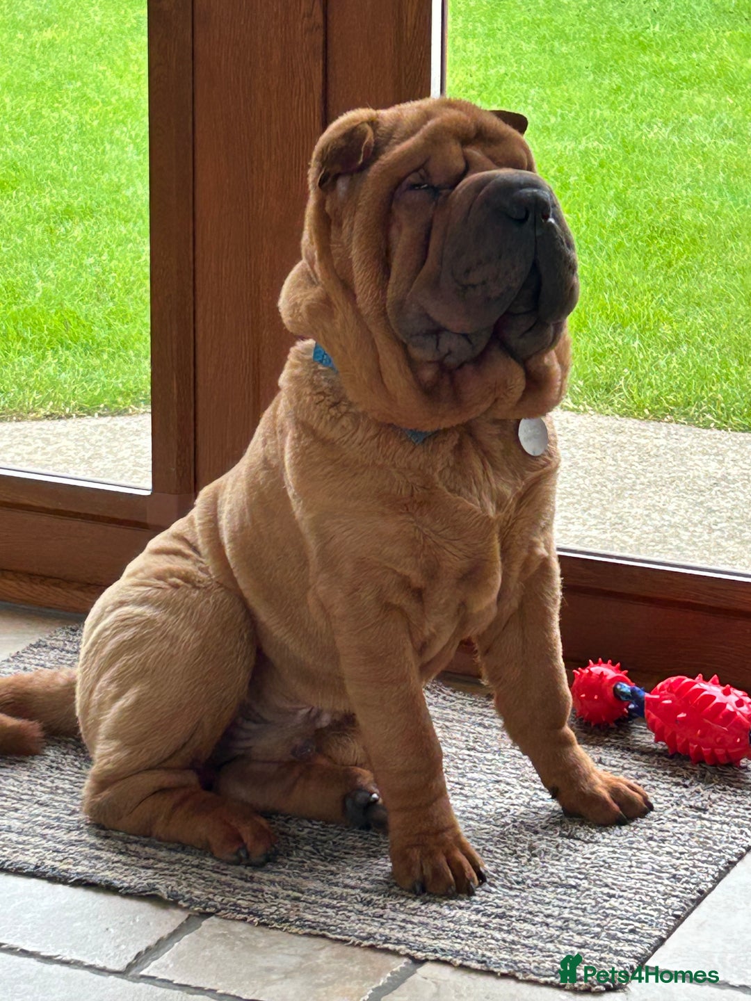 Shar Pei dogs for sale: Puppy Shar Pei - Image 1