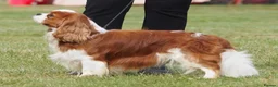 Cavalier King Charles Spaniel dogs for sale: KC Health Tested Cavalier King Charles Spaniel Pup - Advert 9