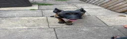 Belgian Shepherd Dog dogs for sale: Belgian malnois sheperad - Advert 2