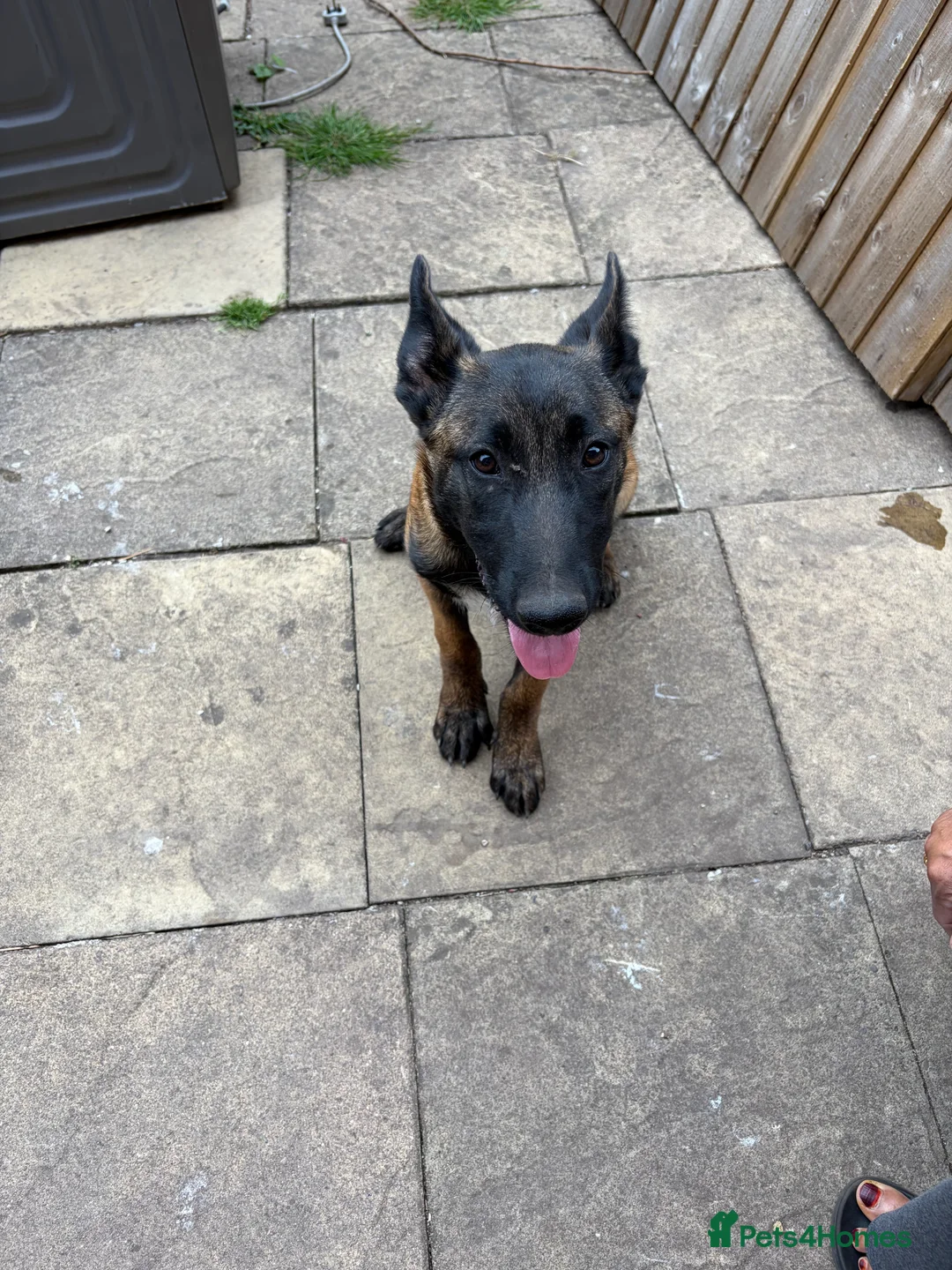 Belgian Shepherd Dog dogs for sale: Belgian malnois sheperad - Advert 2