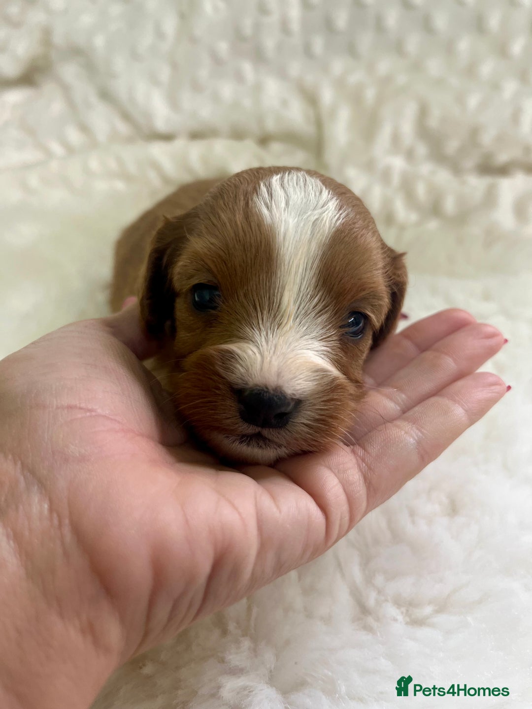 Cavapoo dogs for sale: Top Class Extensively tested F1b Toy Cavapoo pups - Image 12