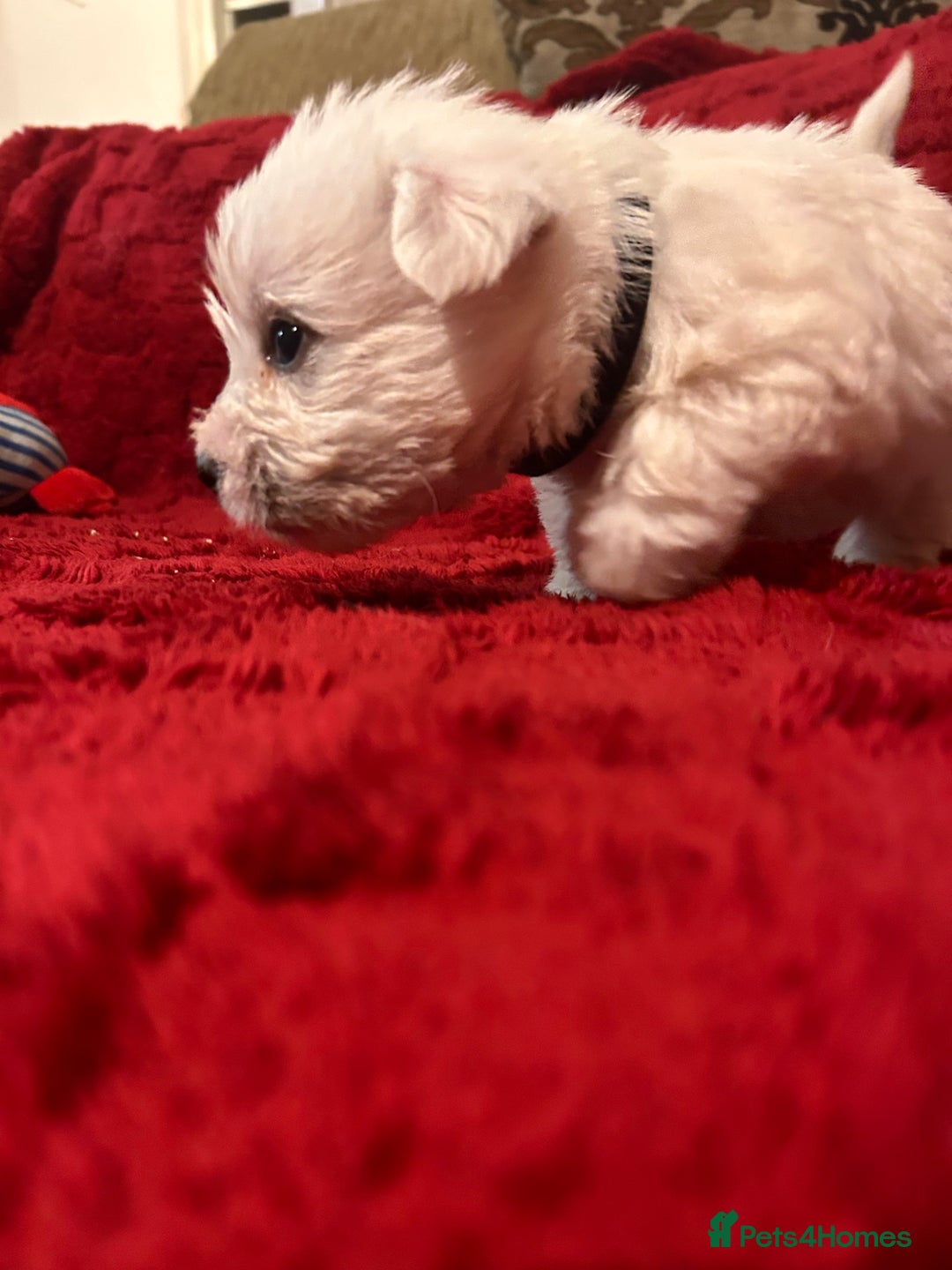 West Highland Terrier dogs for sale: West highland puppies - Advert 23