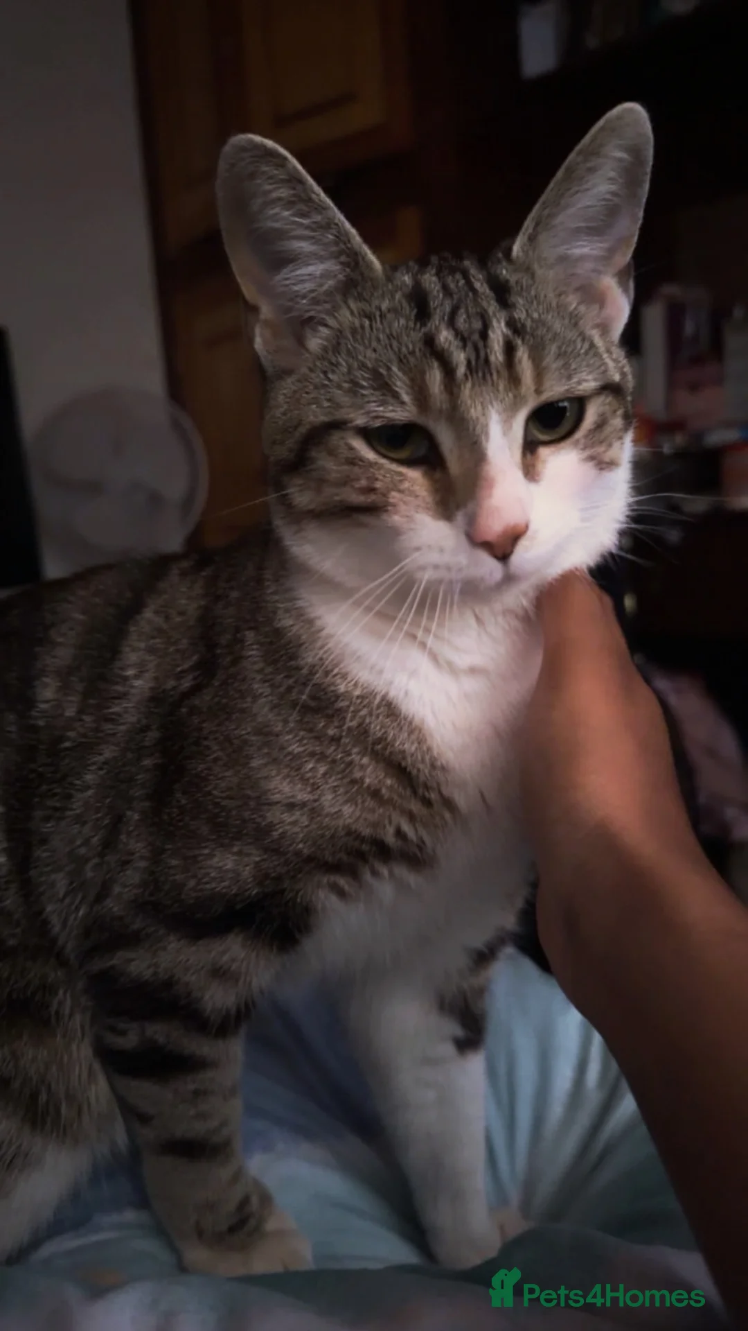 British Shorthair cats for sale: British shorthair cat  in Huddersfield - Advert 2