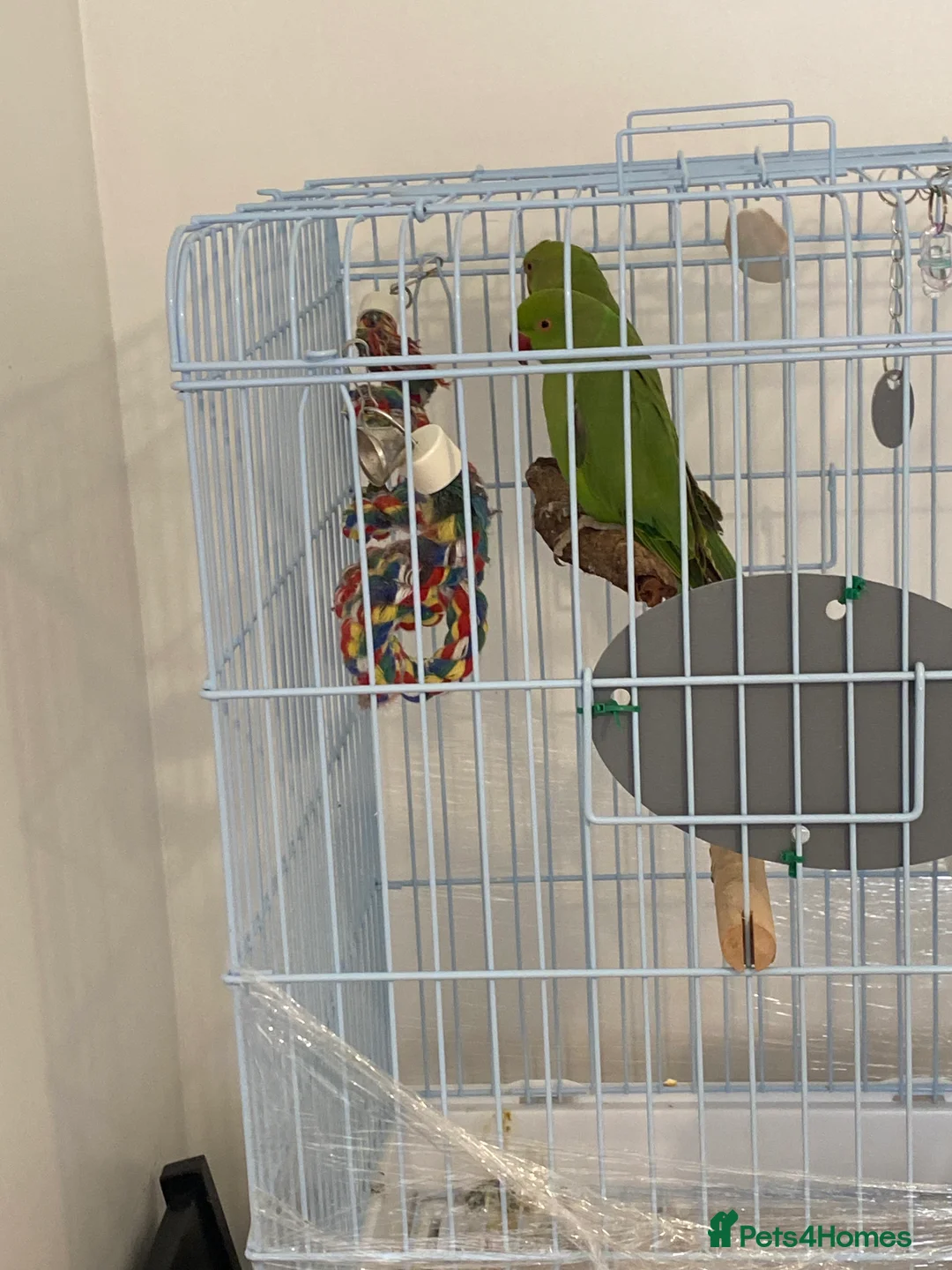 Ringnecks birds for sale: 2 Indian ringnecks  in Kidderminster - Advert 3