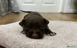 American Bull Staffy dogs for sale: Staffy Bull Puppies - Image 24