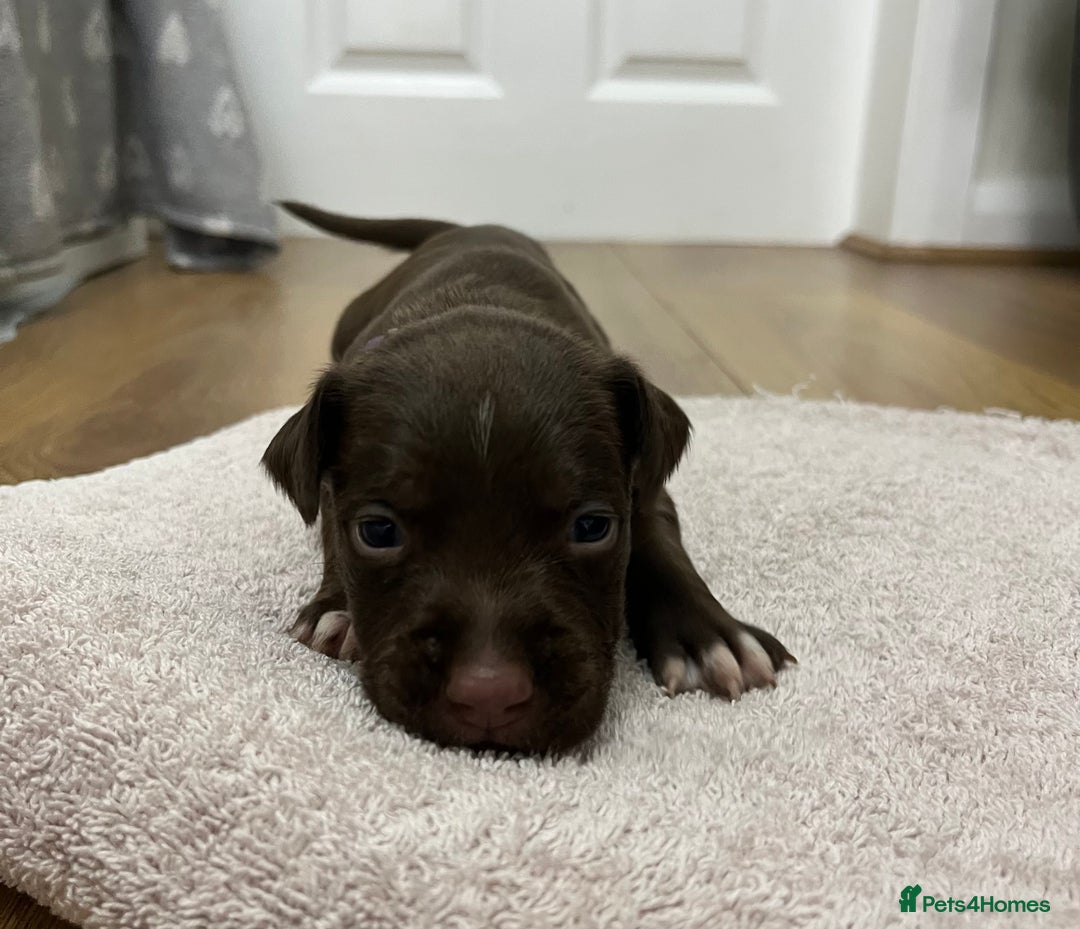 American Bull Staffy dogs for sale: Staffy Bull Puppies - Image 24