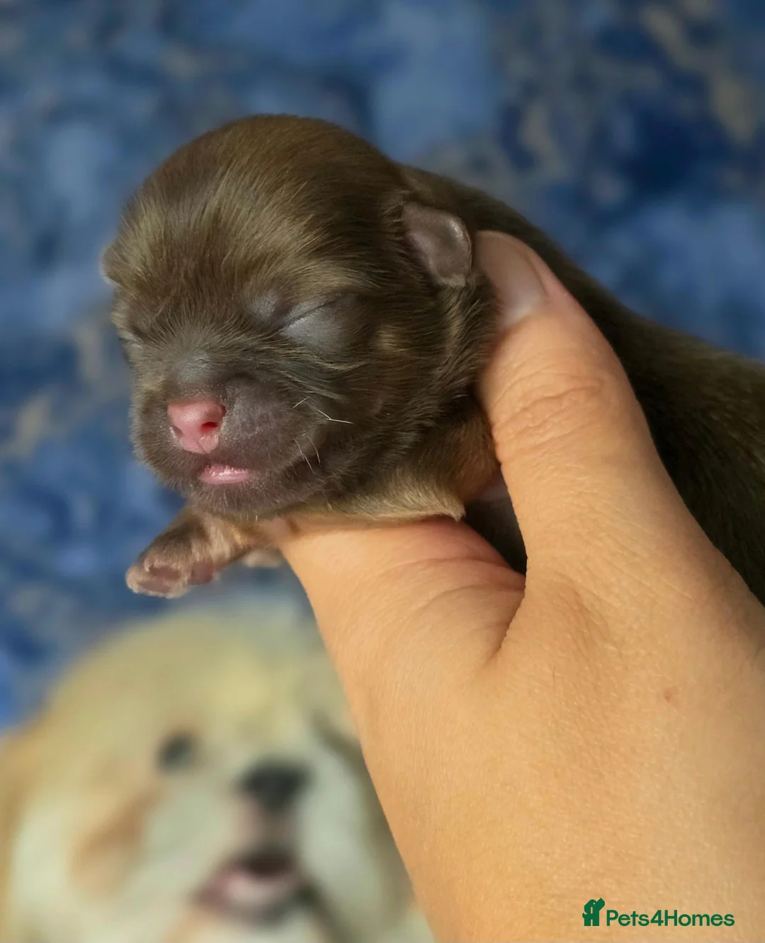 Shih Tzu dogs for sale: Chocolate Shih Tzu Puppies - Advert 20