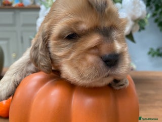 Cocker Spaniel dogs - Advert 3