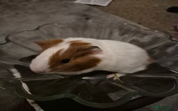 Guinea Pig rodents for sale: Little boy guinea pig - Image 3