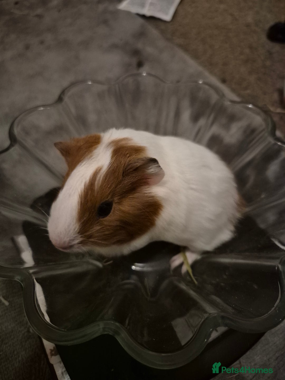 Guinea Pig rodents for sale: Little boy guinea pig - Image 3