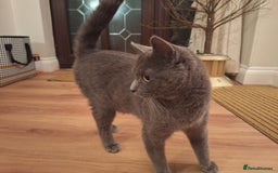 British Shorthair cats for sale: Happy Ragdoll British Short Haired Cross - Image 12