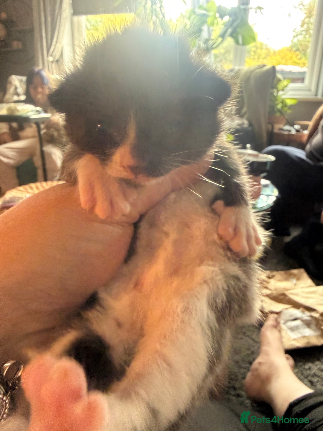 British Shorthair cats for sale: 3 boys kittens ready beginning of nov  - Image 1