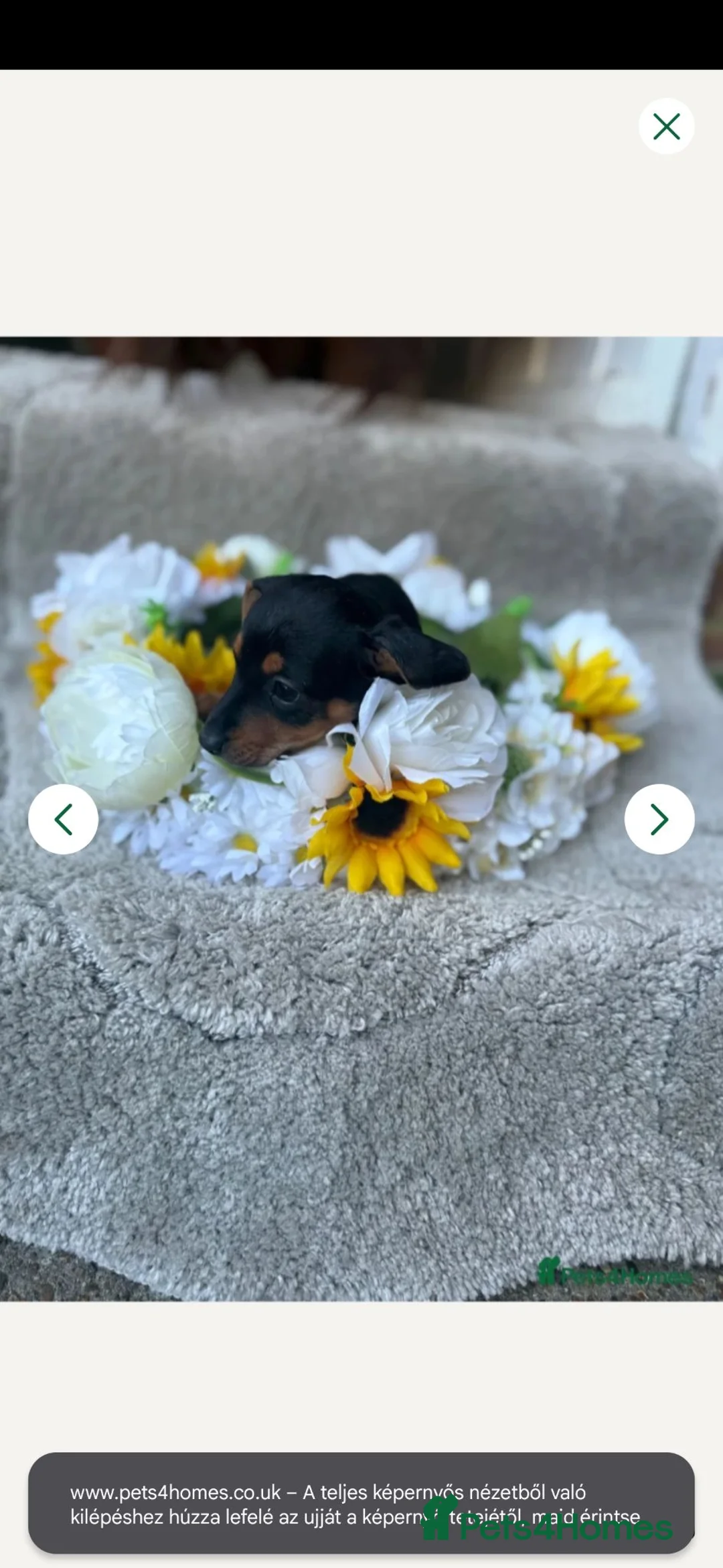 Mixed Breed dogs for sale: Jacksund puppy  in Guildford - Advert 2