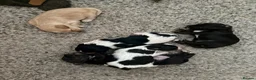 Yorkiepoo dogs for sale: Yorkipoos for sale in Doncaster - Advert 10