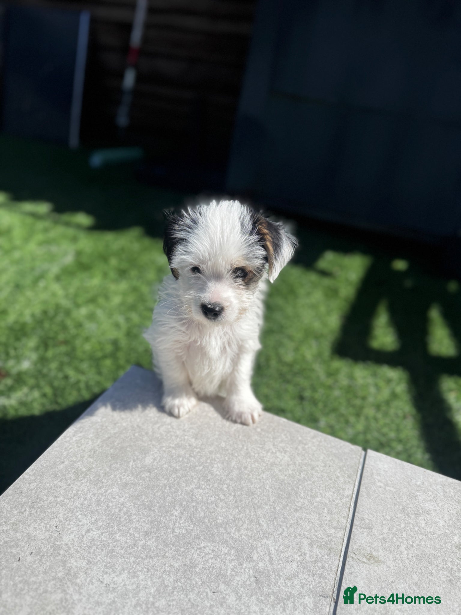 Yorkiepoo dogs Gorgeous litter of yorkiepoo’s - Advert 7