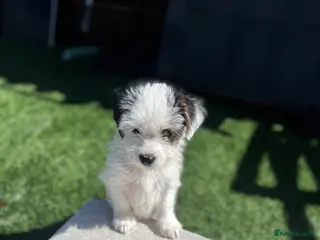 Yorkiepoo dogs Gorgeous litter of yorkiepoo’s - Advert 7