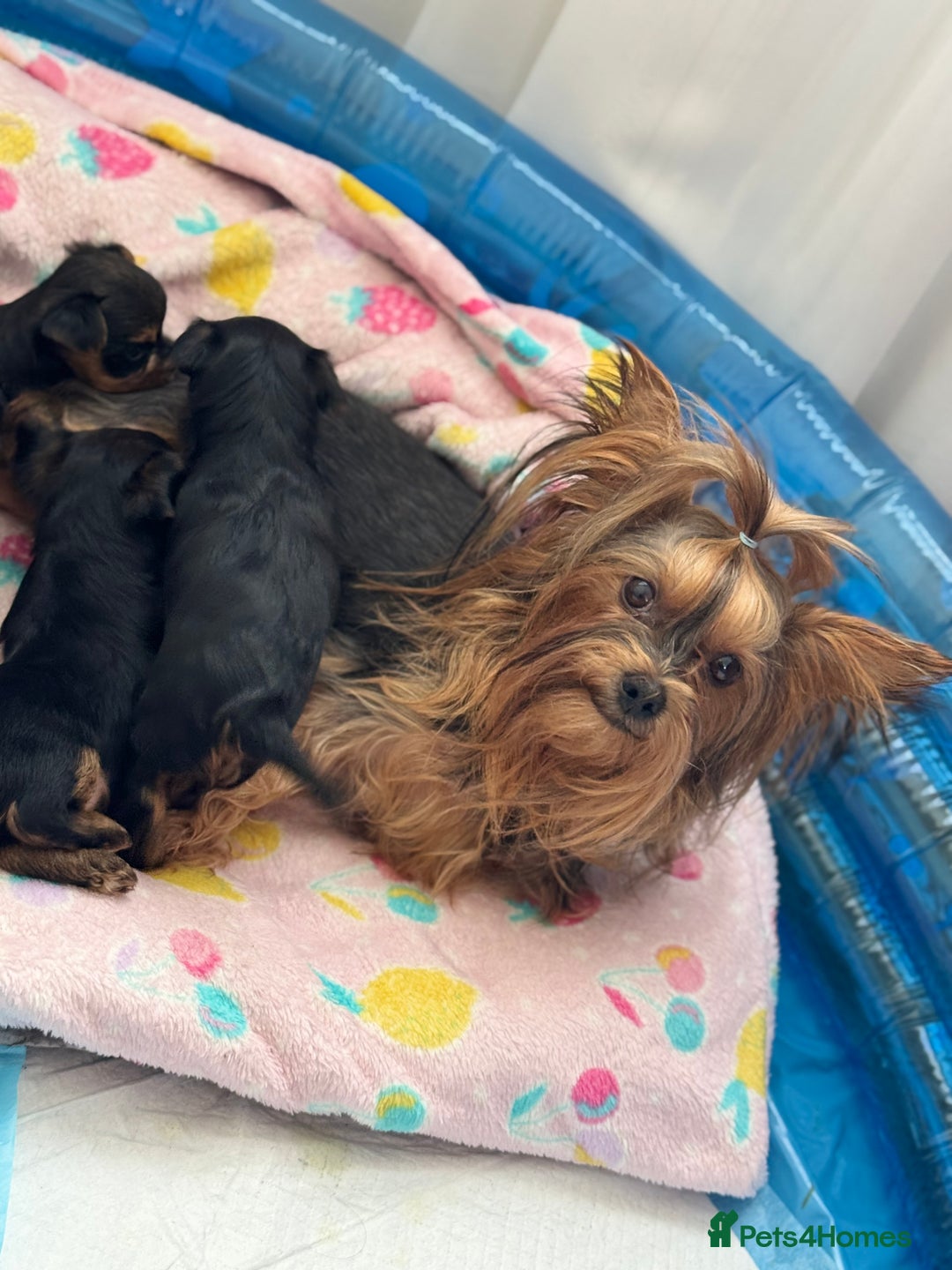 Yorkshire Terrier dogs for sale: original breed yorkshire terrier  - Image 11