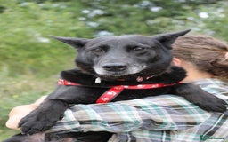 Mixed Breed dogs for adoption: 💖🐶 MARY 🐶💖 - Advert 20