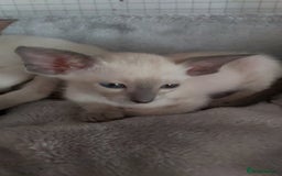 Oriental cats for sale: Full Pedigree Oriental 6 Kittens XL size ears GCCF - Image 31