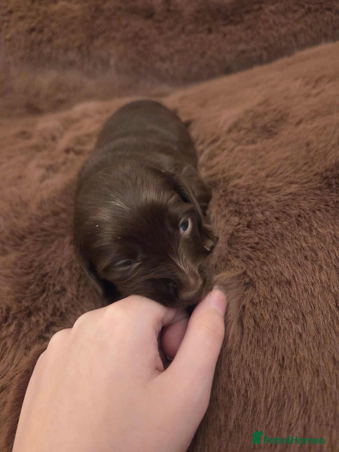 Miniature Dachshund dogs for sale: Longhaired minature dachshunds  - Advert 8