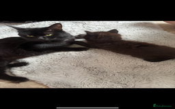 Mixed Breed cats for sale: Male kitten  - Image 5