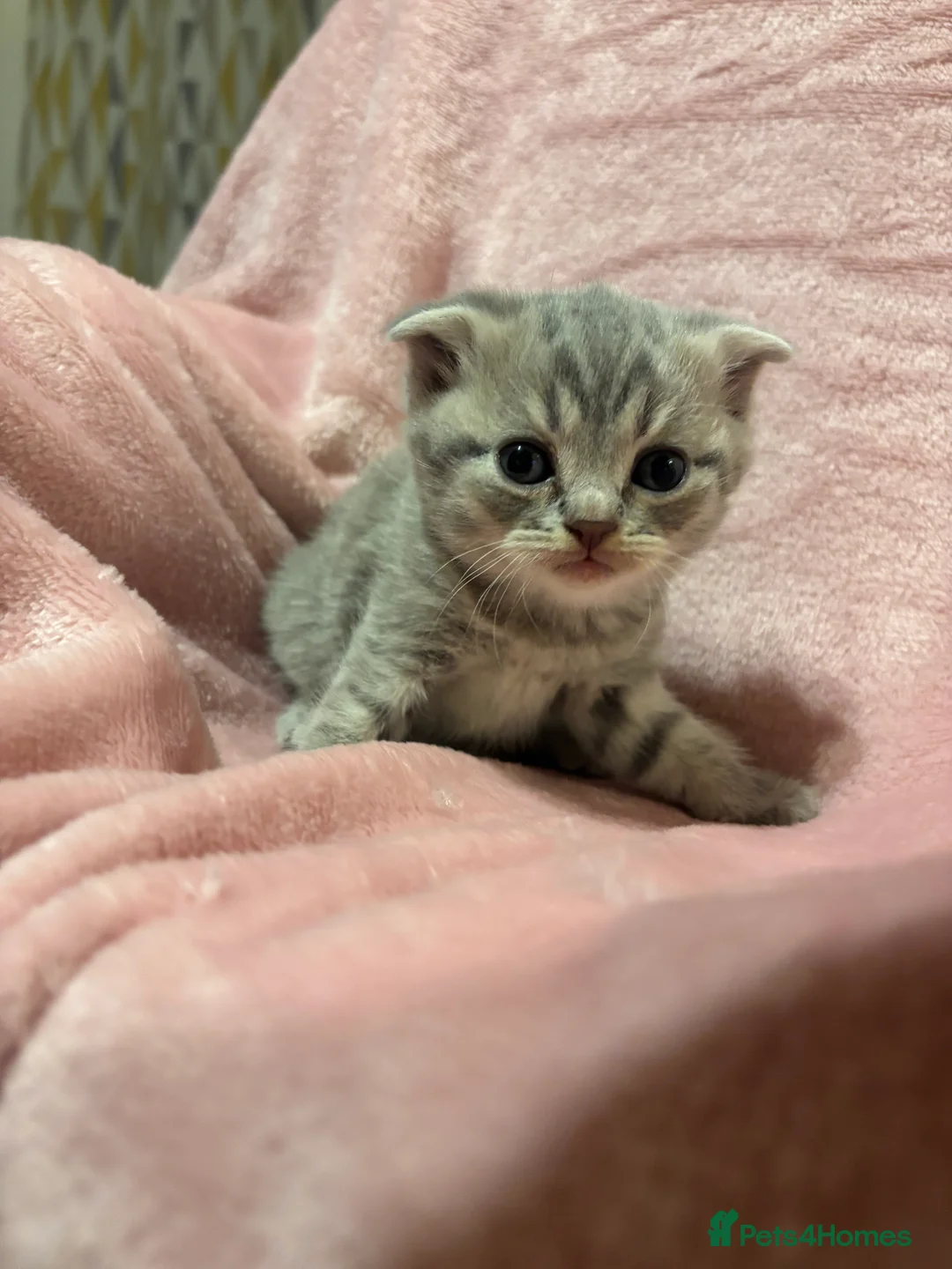 British Shorthair cats for sale: British shorthair/scottish fold - Advert 4
