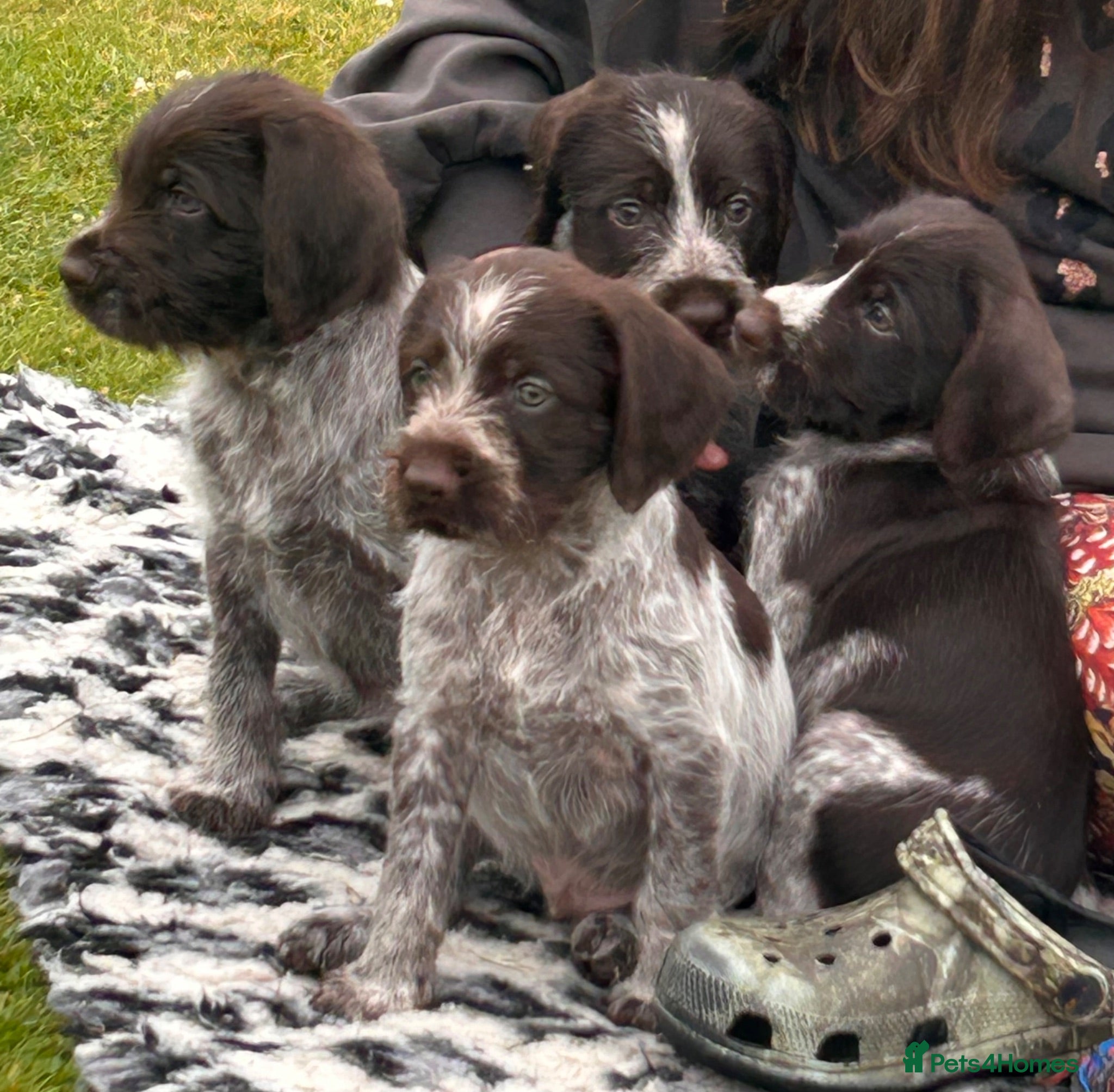 German Wirehaired Pointer dogs German Wirehaired Pointer Puppies - Advert 2