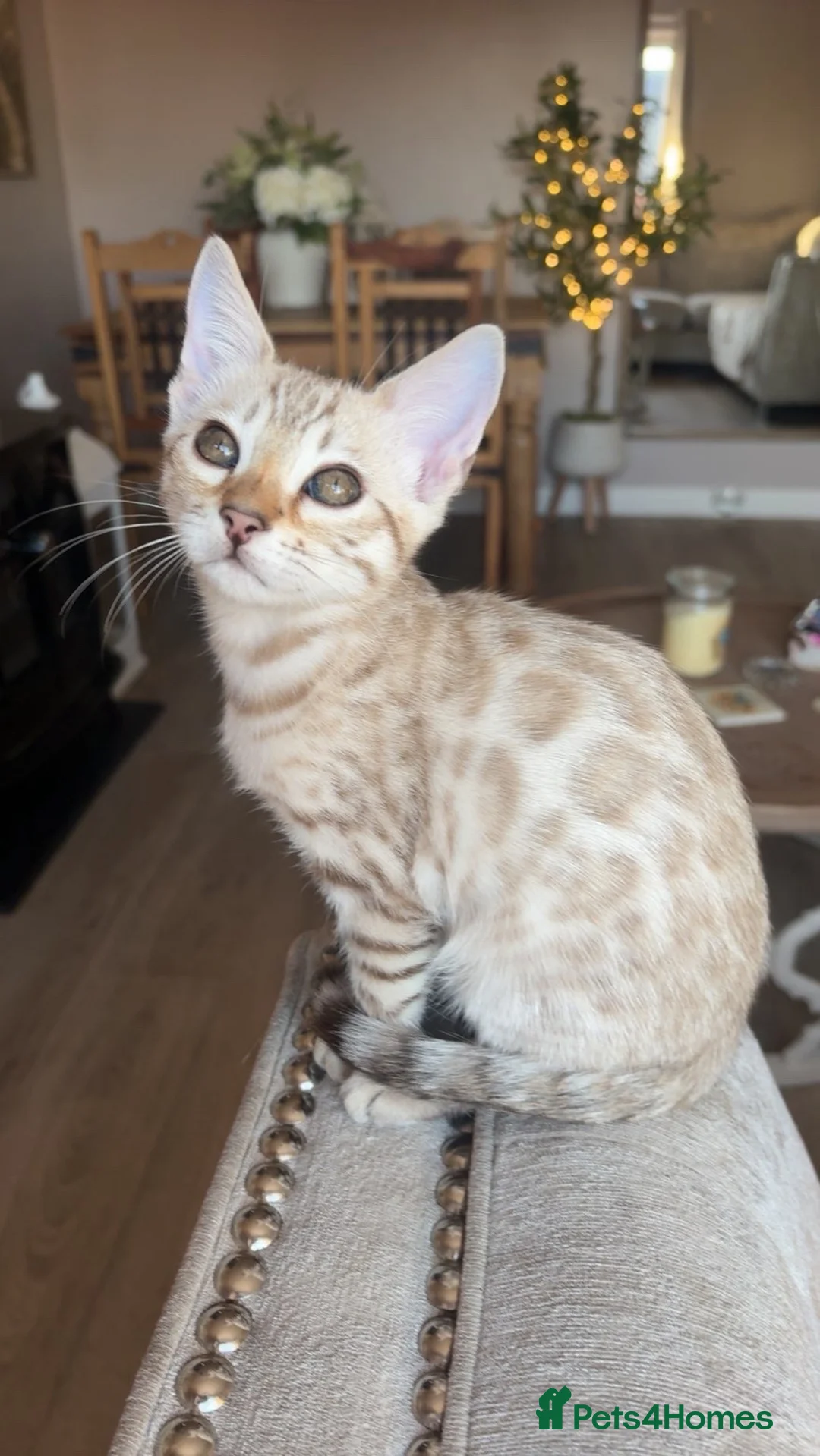 Bengal cats for sale: Gorgeous female bengal  - Advert 2