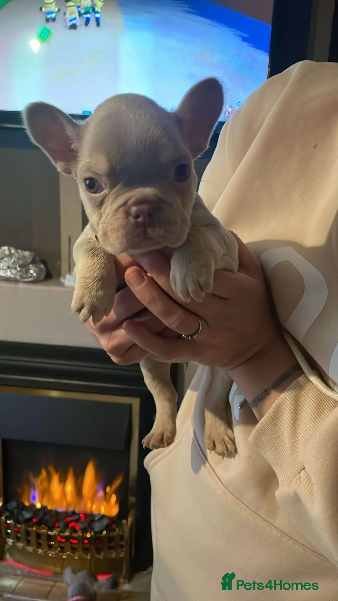 French Bulldog dogs for sale: 6 beautiful Isabella and tan  - Advert 7