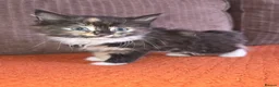 Mixed Breed cats for sale: Calico long hair female - Advert 2