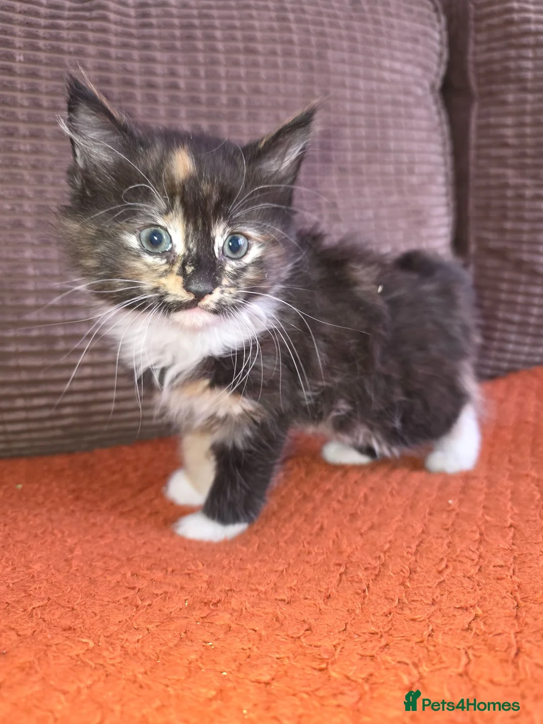 Mixed Breed cats for sale: Calico long hair female - Advert 2
