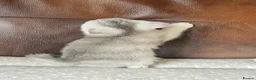 British Shorthair cats for sale: British shothair kittens  - Advert 12