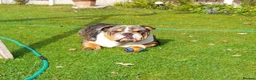 English Bulldog dogs for stud: BRUNO tri merl English bulldog ready for stud 🦍🦍 - Advert 10