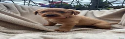 Labrador Retriever dogs for sale: Fox Red Labrador Puppy’s for Sale - Advert 16