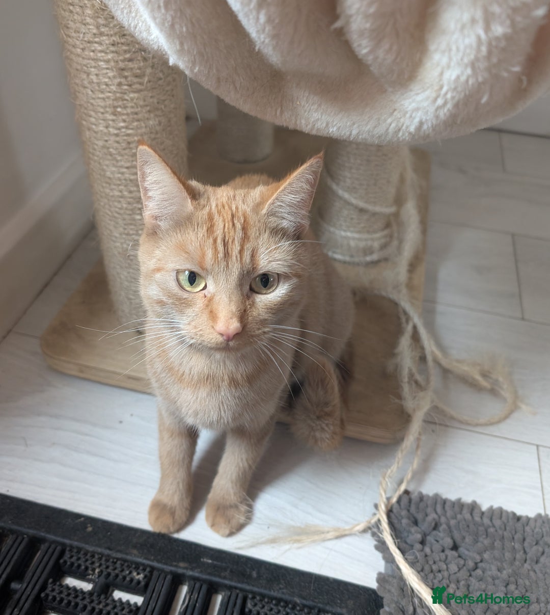 Mixed Breed cats for sale: Cats 🥰 - Advert 4