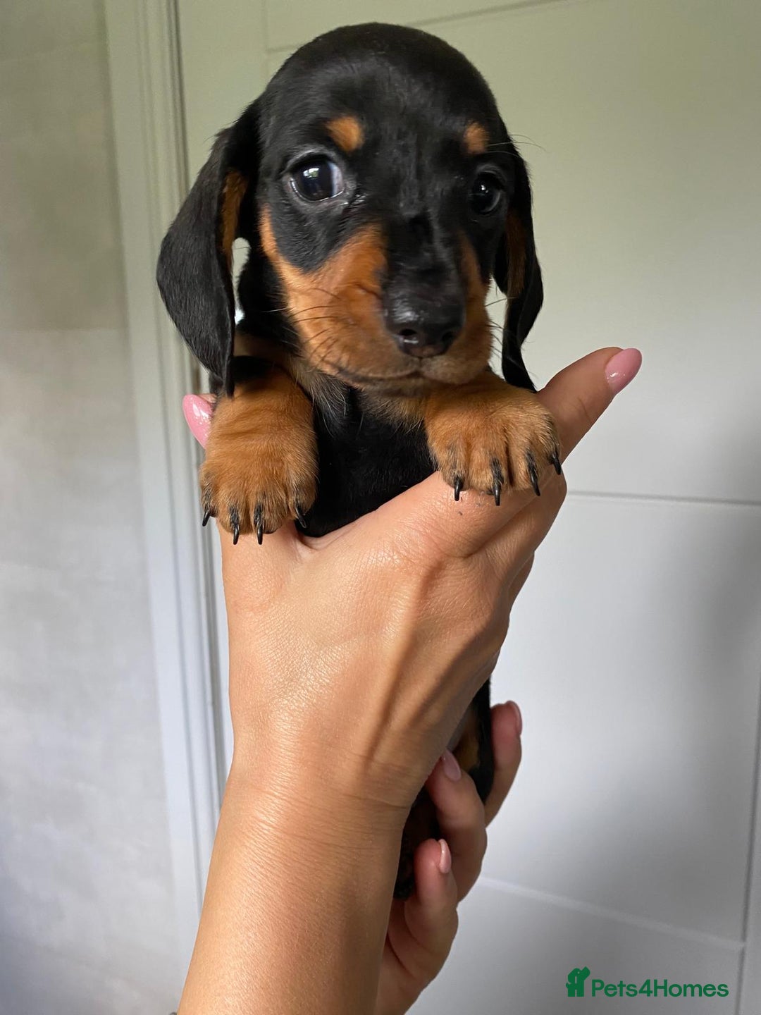 Dachshund dogs for sale: Miniature dachshund puppies - Image 4