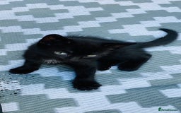 Mixed Breed cats for sale: American shorthair x Russian blue - Image 5