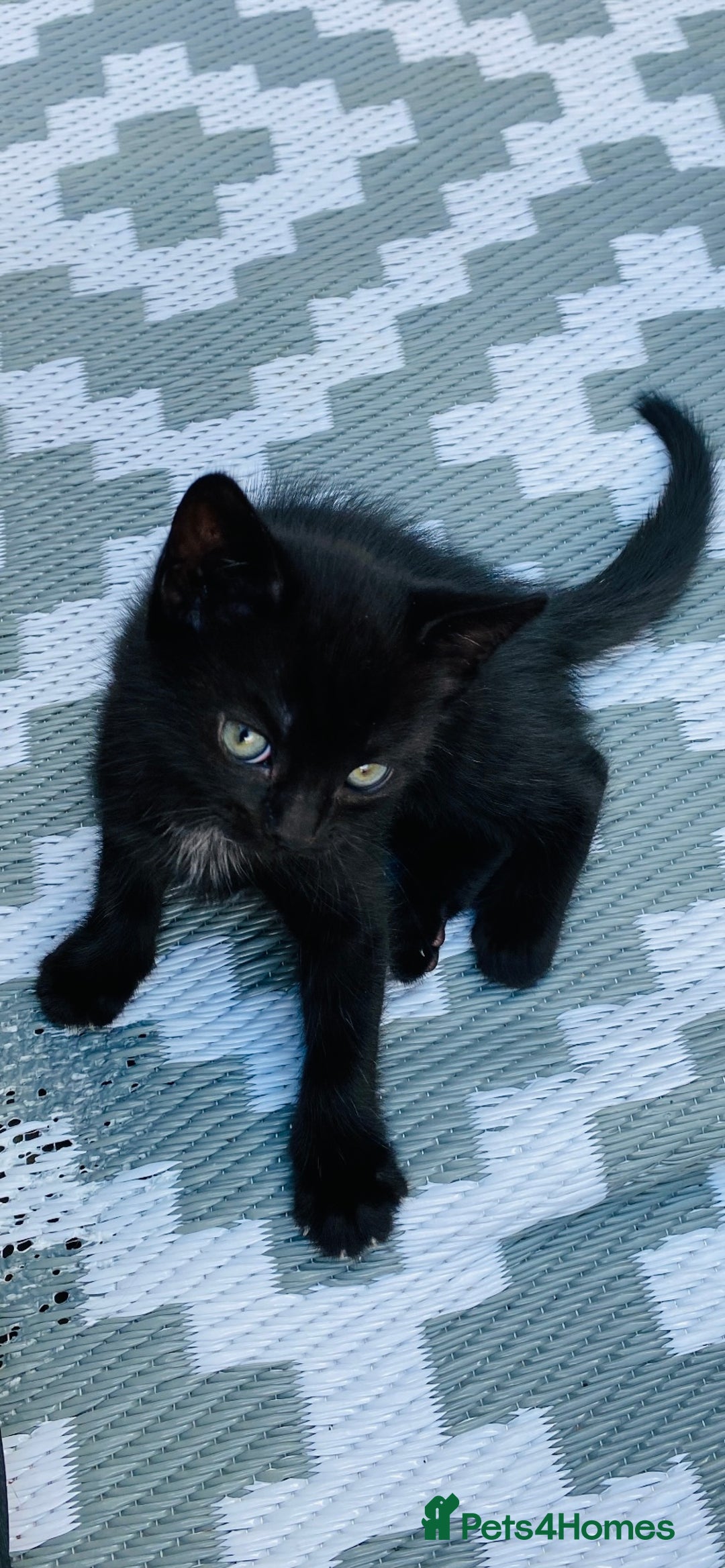 Mixed Breed cats for sale: American shorthair x Russian blue - Image 5