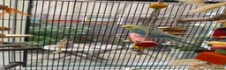 Budgerigars birds for sale: Male Rainbow Budgie with large cage and stand - Advert 1