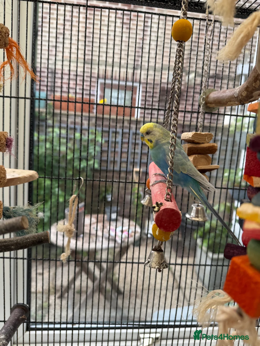 Budgerigars birds for sale: Male Rainbow Budgie with large cage and stand - Advert 1