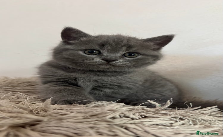 British Shorthair cats - Advert 13