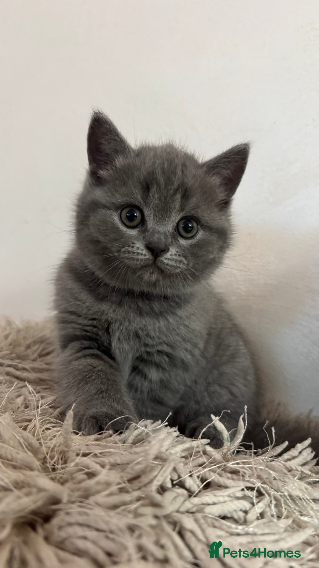 British Shorthair cats for sale: Adorable British blue Shorthair Kittens  - Image 1