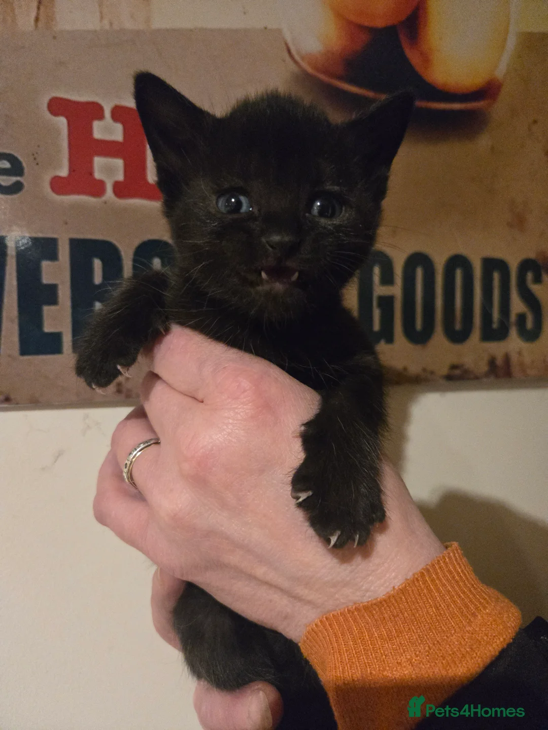 Mixed Breed cats for sale: Gorgeous black kittens house reared. - Advert 12