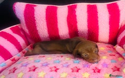 Miniature Dachshund dogs for sale: Stunning minature dachshund puppies - Image 9